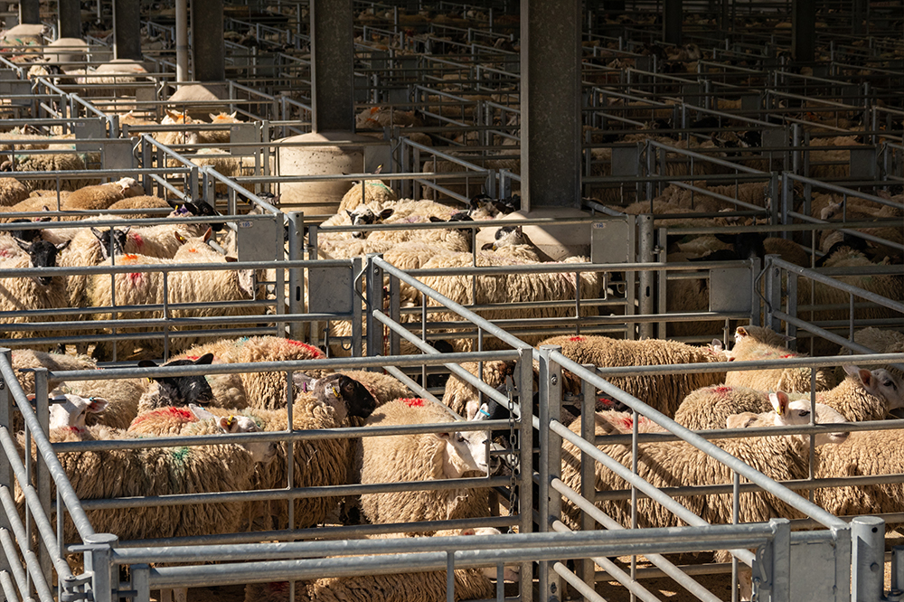 Livestock auction 